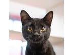 Adopt Edgar a Domestic Shorthair / Mixed cat in Des Moines, IA (41542636)