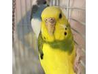Adopt Sprite -- Bonbed Buddy With Zelda a Parakeet - Other bird in Des Moines
