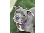 Adopt Diamond a Black Staffordshire Bull Terrier / Mixed Breed (Medium) / Mixed