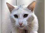 Adopt a White Domestic Shorthair cat in Wildomar, CA (41542777)