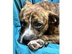 Adopt Lacy a Brindle - with White Mountain Cur / Mixed dog in Simsbury