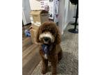 Adopt Teddy a Brown/Chocolate - with White Cockapoo / Mixed dog in Harvest