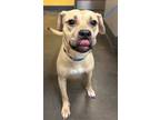 Adopt Karma a Labrador Retriever / Mixed dog in Norman, OK (41542633)