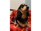 Adopt Finnegan a Dachshund / Mixed dog in Weston, FL (41542658)