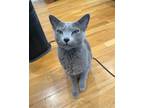 Adopt Mikey a Gray or Blue Domestic Shorthair (short coat) cat in Boston