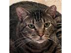Adopt Beau a Brown Tabby Domestic Shorthair / Mixed (short coat) cat in Tulsa