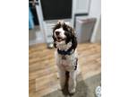 Adopt Daisy a White - with Brown or Chocolate Portuguese Water Dog / Mixed dog