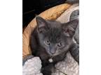 Adopt Dude a Gray or Blue Domestic Shorthair (short coat) cat in Lansing