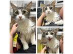Adopt Paprika a Gray, Blue or Silver Tabby Domestic Longhair (short coat) cat in