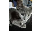 Adopt Guy a Gray or Blue Domestic Shorthair (short coat) cat in Lansing
