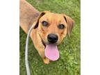 Adopt Reese a Tan/Yellow/Fawn Labrador Retriever / Mixed dog in Centerton