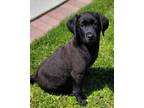 Adopt Ben a Labrador Retriever / Mixed dog in Atlantic City, NJ (41542623)