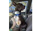 Adopt Rosco a Brown/Chocolate - with White American Pit Bull Terrier / Mixed dog