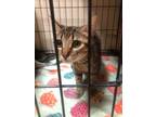 Adopt Molly 121982 a Brown or Chocolate Domestic Shorthair (short coat) cat in