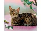 Adopt Pippy 121982 a Brown or Chocolate Domestic Shorthair (short coat) cat in
