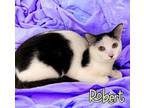 Adopt Robert 123686 a All Black Domestic Shorthair (short coat) cat in Joplin