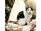 Adopt Felicia 123686 a Black & White or Tuxedo Domestic Shorthair (short coat)