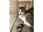 Adopt Python 30461 a Domestic Shorthair (short coat) cat in Joplin