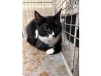 Adopt Thrall 30431 a All Black Domestic Shorthair (short coat) cat in Joplin