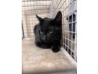 Adopt Gimli 30430 a All Black Domestic Shorthair (short coat) cat in Joplin