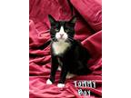 Adopt Tommy Boy 30422 a All Black Domestic Shorthair (short coat) cat in Joplin