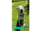 Adopt Loula 30421 a White Shepherd (Unknown Type) dog in Joplin, MO (41542607)