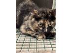 Adopt Pantera 123718 a All Black Domestic Shorthair (short coat) cat in Joplin