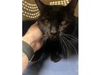 Adopt Capn' Jack 30347 a All Black Domestic Shorthair (short coat) cat in