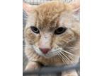 Adopt John 30343 a Orange or Red Domestic Shorthair (short coat) cat in Joplin