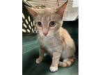 Adopt Jewelbug 121976 a Orange or Red Domestic Shorthair (short coat) cat in
