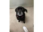 Adopt Ivory 30322 a Black Pug dog in Joplin, MO (41542600)