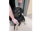 Adopt Jazzi 122986 a Black Labrador Retriever dog in Joplin, MO (41542598)