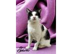Adopt Sam 123635 a White Domestic Shorthair (short coat) cat in Joplin