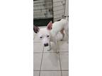 Adopt Mimi a White - with Black American Pit Bull Terrier / Mixed dog in