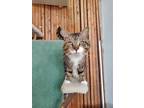 Adopt Hercules a Domestic Shorthair / Mixed (short coat) cat in Columbus