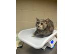 Adopt Seven a Domestic Shorthair / Mixed (short coat) cat in Lewisburg