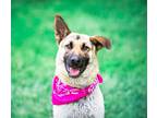 Adopt Roxey a Black - with Tan, Yellow or Fawn German Shepherd Dog / Mixed dog