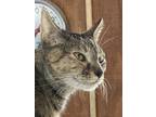Adopt Ashley a Brown Tabby American Shorthair / Mixed (short coat) cat in