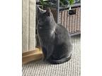 Adopt Sadie a Gray or Blue Domestic Shorthair / Mixed (short coat) cat in