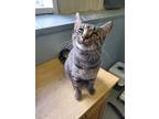 Adopt Remus a Brown Tabby Domestic Shorthair (short coat) cat in Stanton