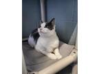 Adopt Cora a White (Mostly) Domestic Shorthair (short coat) cat in Stanton