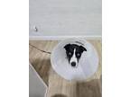 Adopt Azul a Black - with White Pitsky / Mixed dog in Orlando, FL (41542310)
