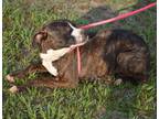 Adopt Camille a Brindle - with White Plott Hound / Mixed Breed (Medium) / Mixed