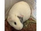 Adopt Snowy a Guinea Pig small animal in Brooklyn, NY (41542298)