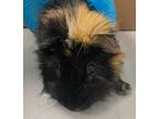 Adopt Cal a Guinea Pig small animal in Brooklyn, NY (41542297)