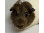 Adopt Dusty a Guinea Pig small animal in Brooklyn, NY (41542293)