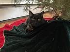 Adopt Mia a Calico or Dilute Calico Calico / Mixed (medium coat) cat in Colorado