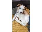Adopt Finn a Terrier (Unknown Type, Medium) / Mixed dog in new london