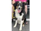 Adopt Pete AB a Australian Shepherd dog in Fairfax Station, VA (41482511)