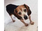 Adopt Peach Pie a Beagle dog in Fairfax Station, VA (41542276)